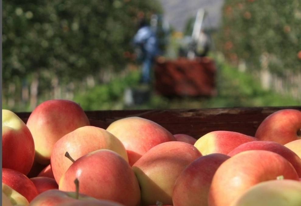 BC invests 2.5M in tree fruit sector The Grower